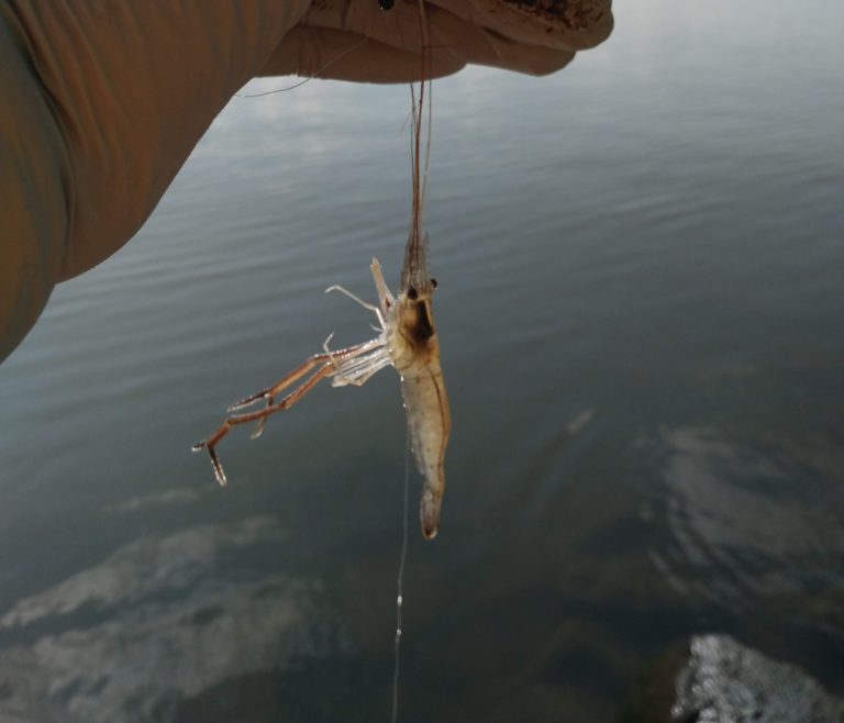 霞ヶ浦で手長エビ釣り体験をはじめます