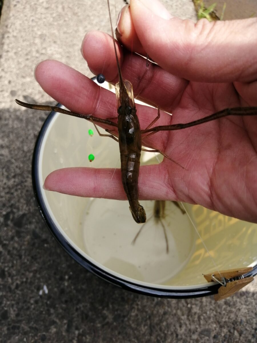 テナガエビ