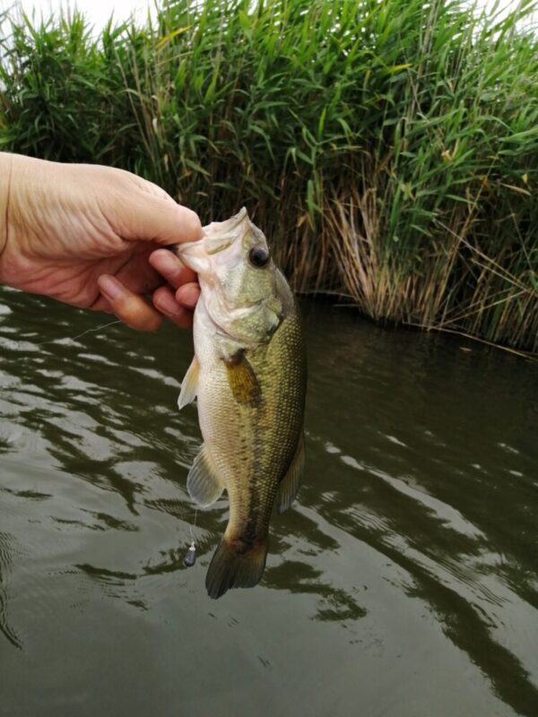 釣れたバス