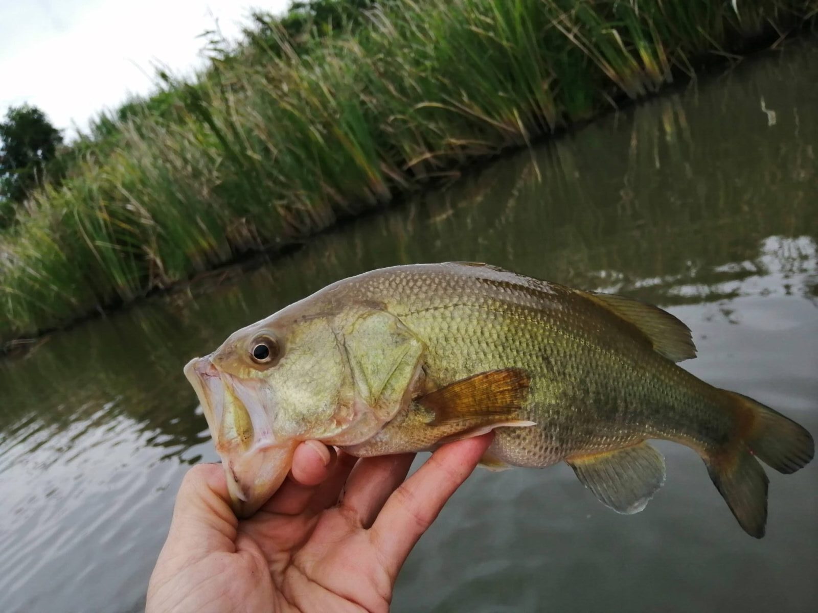 霞ヶ浦のバス釣り 水温が下がった秋にバスを釣るには 少しヘタなキャストの方がいい リサイクルショップとアウトドアがすき