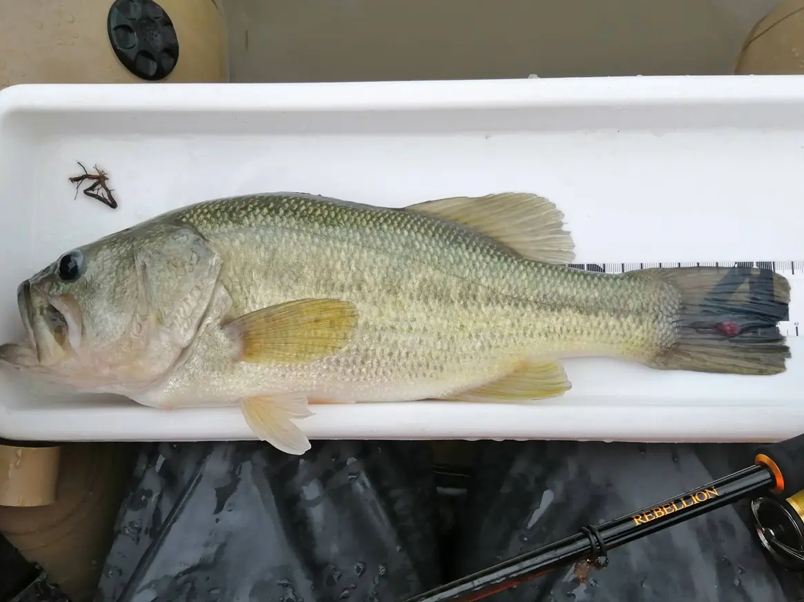 リベリオン642MLFS実釣インプレ！感度・操作性を徹底検証