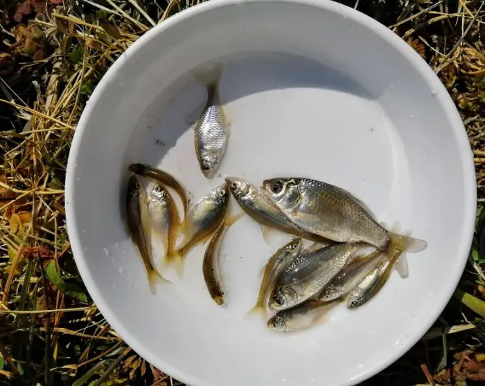 霞ヶ浦のタナゴ釣り】春のポイント紹介。小鮒やたなごが安定して釣れてます