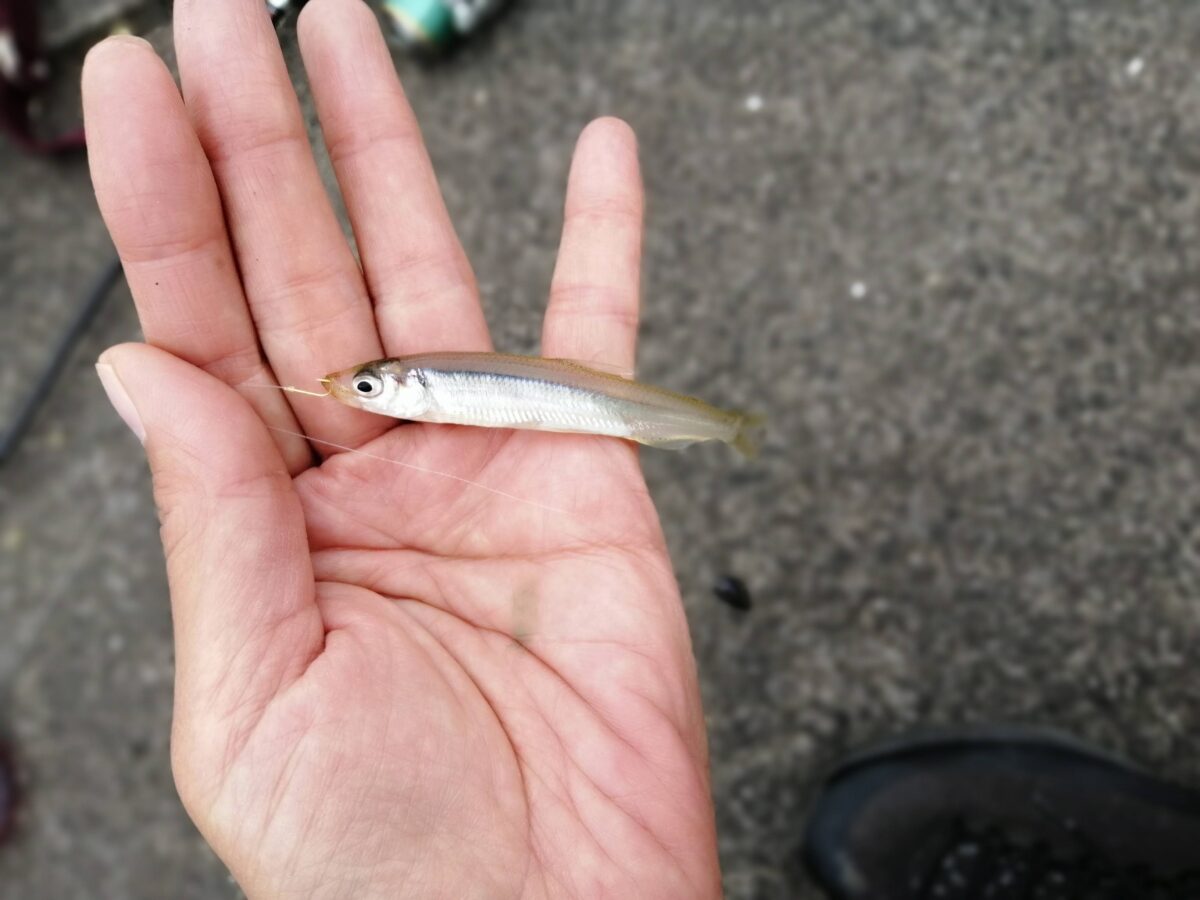 霞ヶ浦のワカサギ
