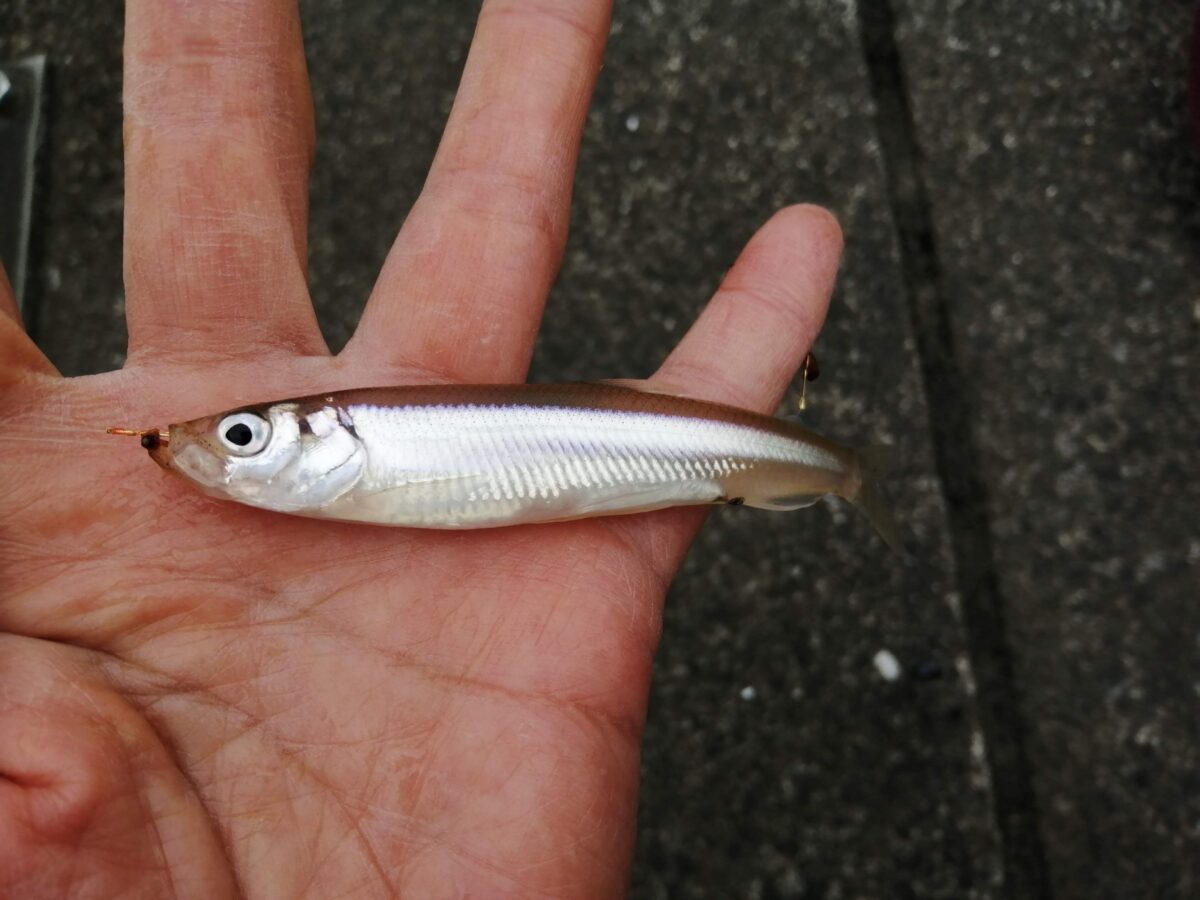 霞ヶ浦のワカサギ