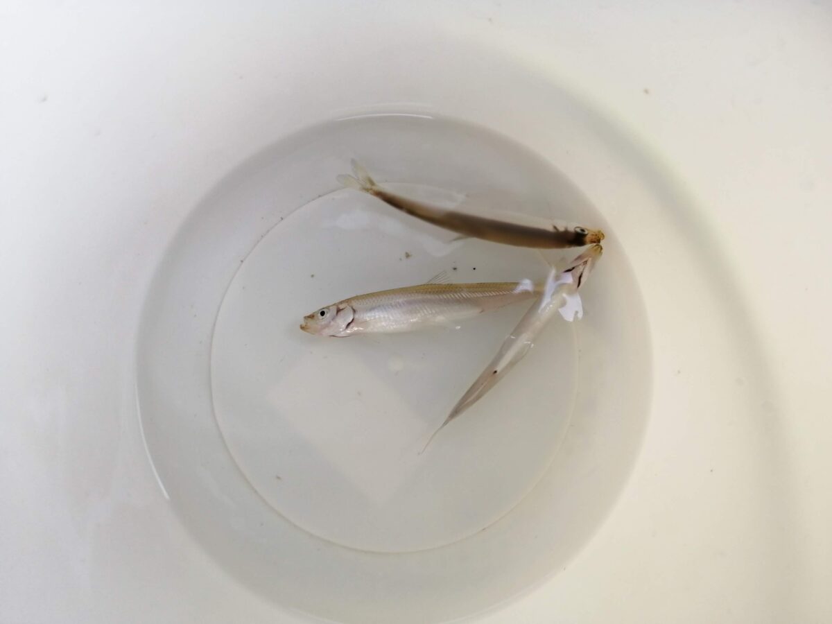 霞ヶ浦のワカサギ