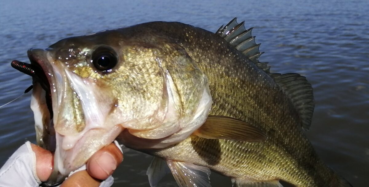 10月のバス釣り