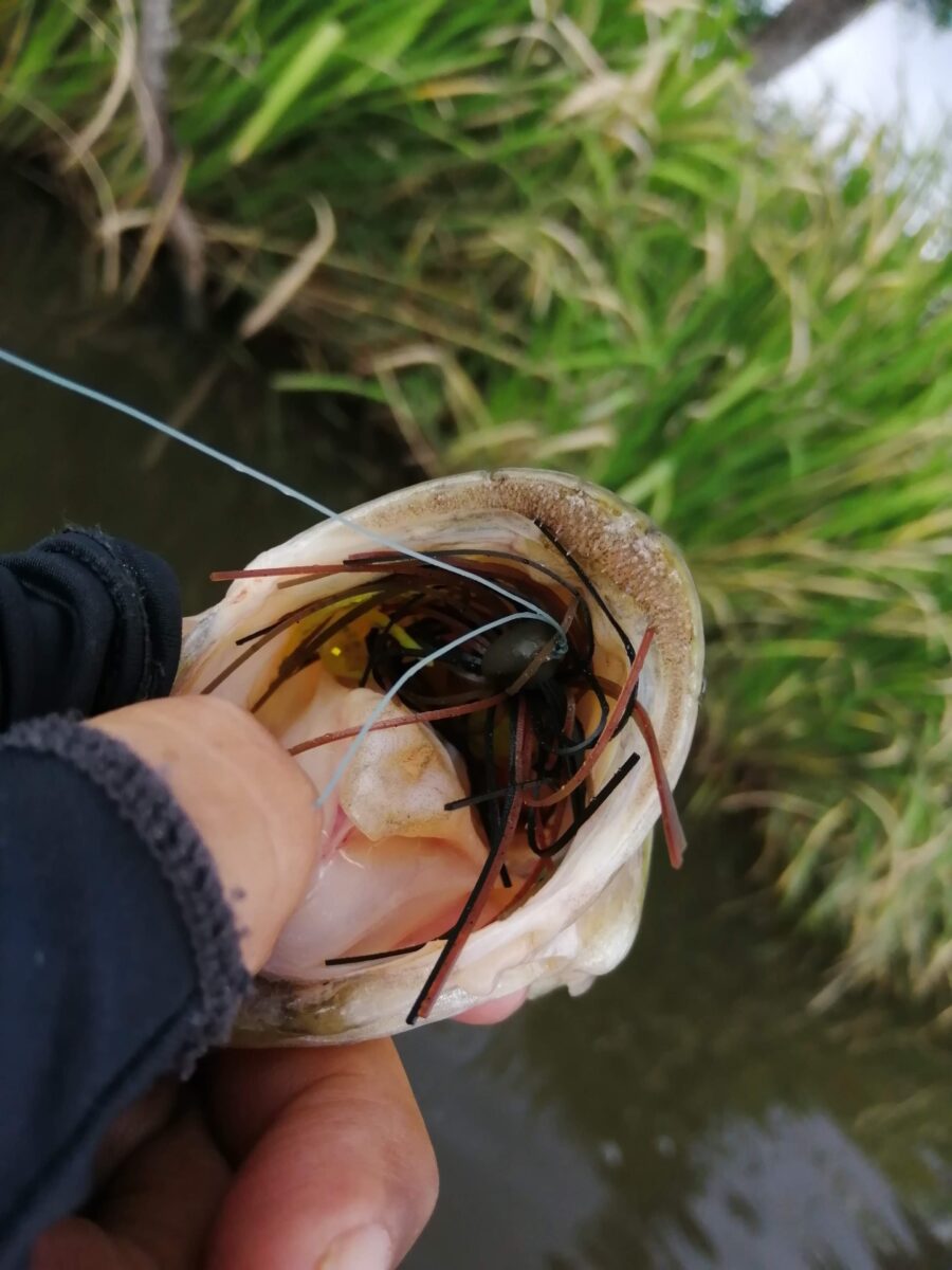 ダブルテール釣果