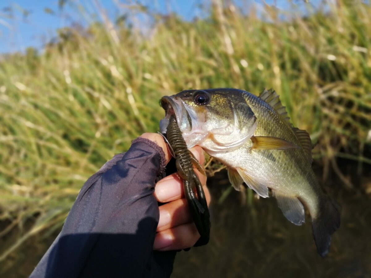テキサスの釣果