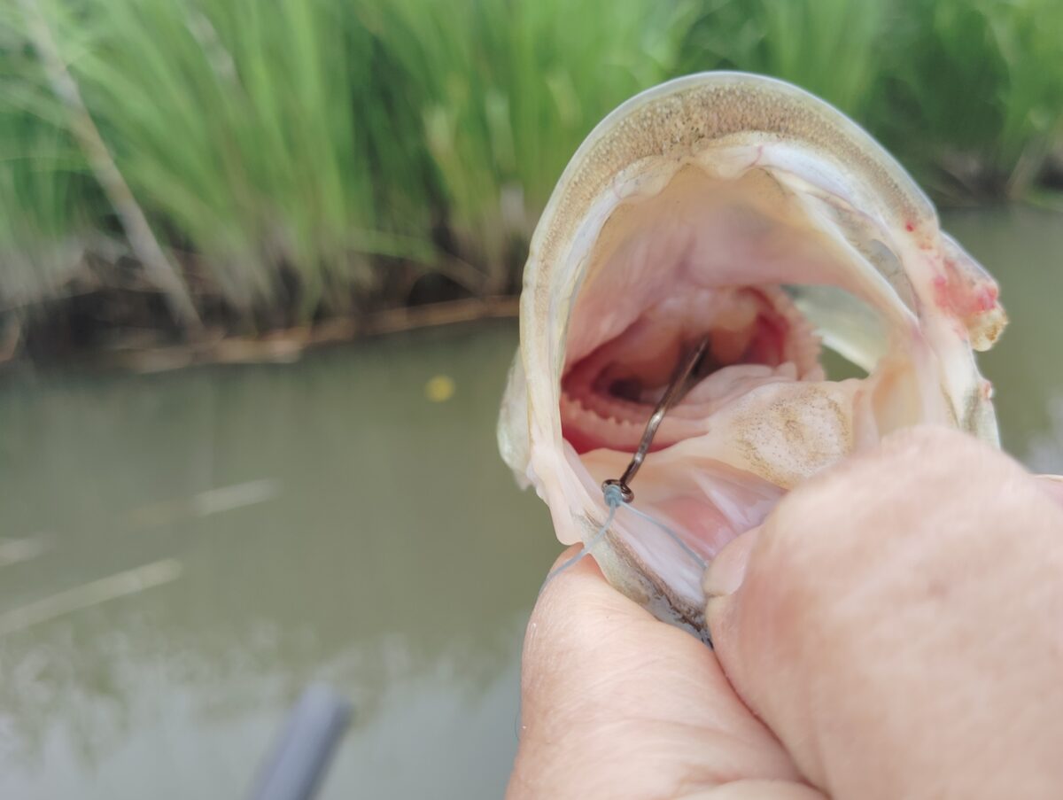 初心者向け】バス釣りで飲まれたフックのはずし方！おえおえ棒とプライヤー