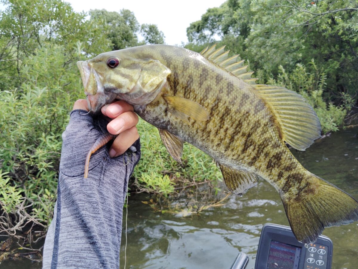 桧原湖のスモールマウスバス