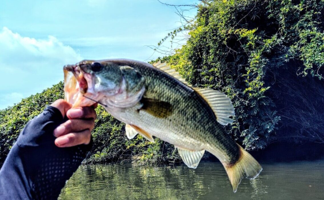 ストレートフックで釣ったバス