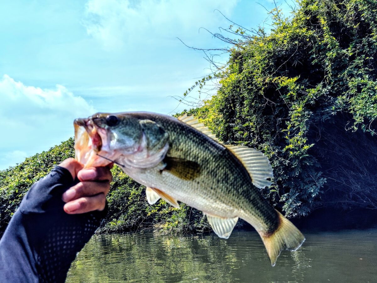 ストレートフックで釣ったバス