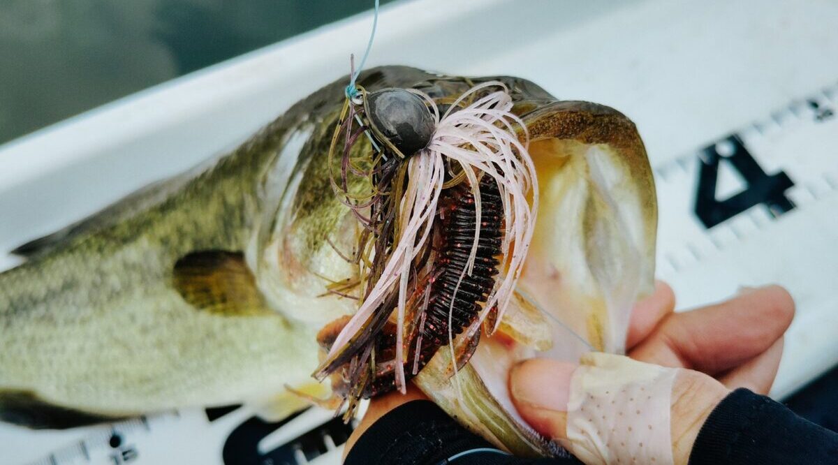 ラバージグで釣れたバス