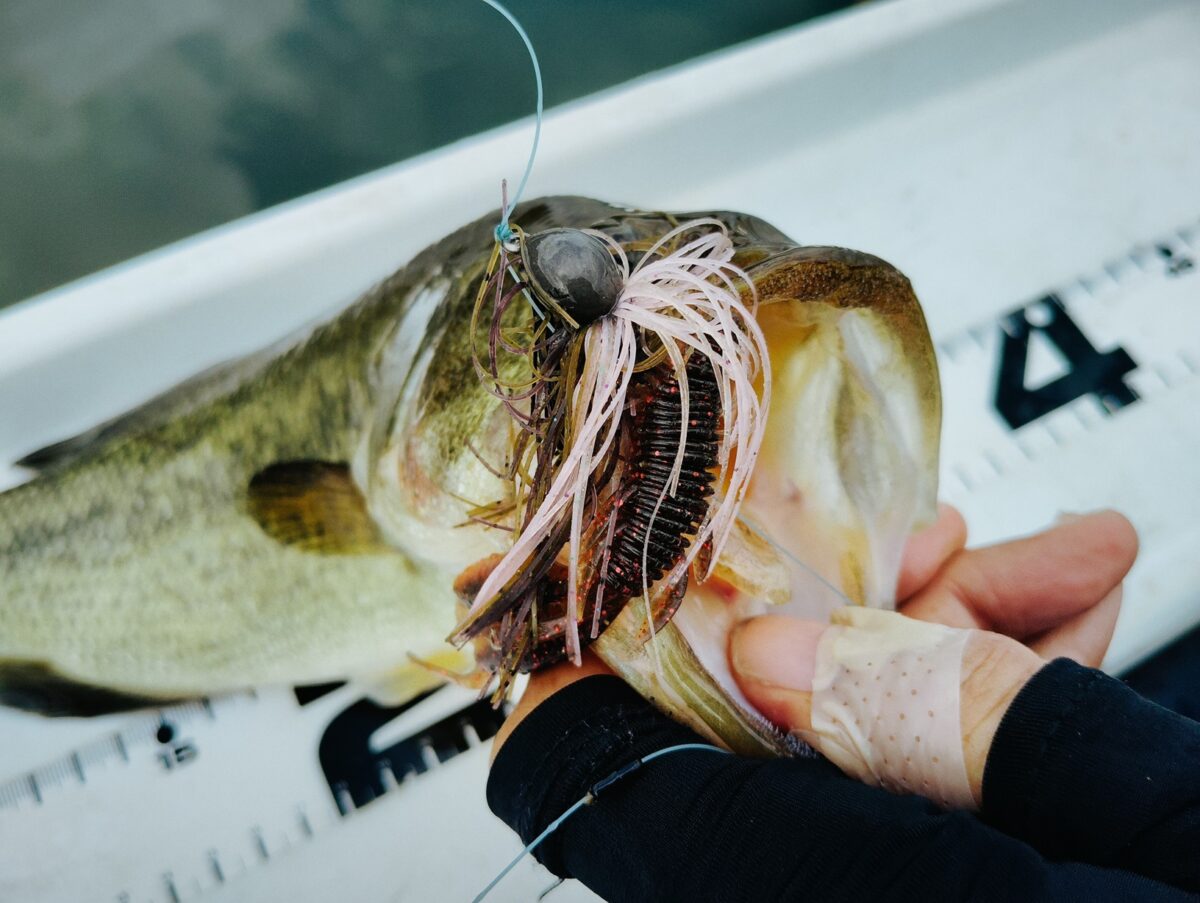 ラバージグで釣れたバス