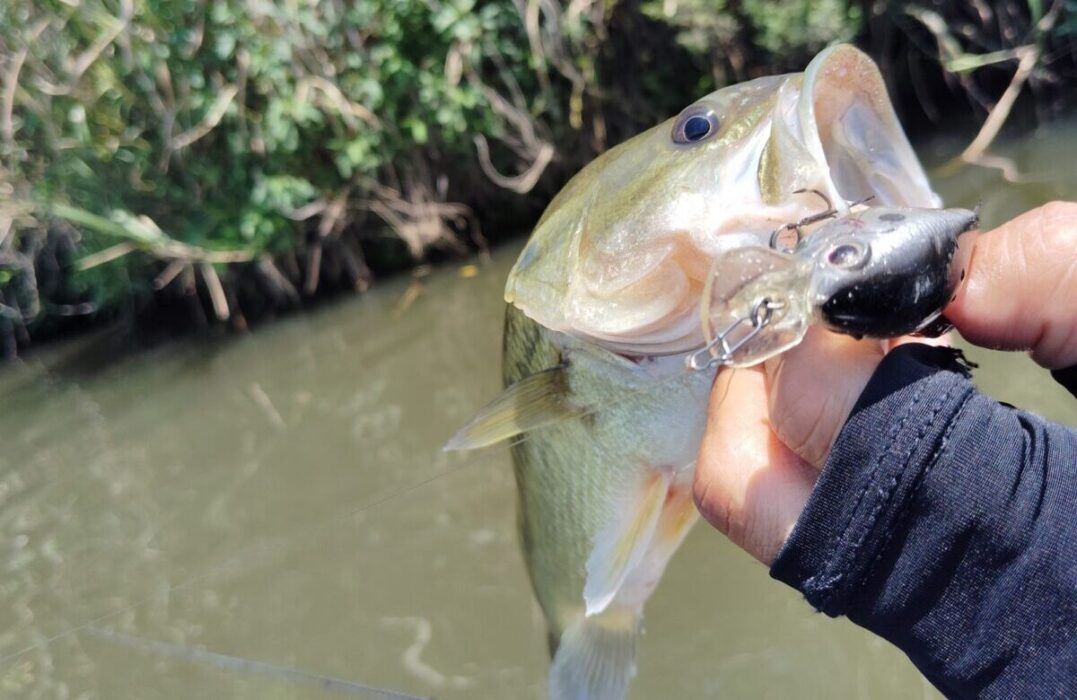 ピッコロで釣れたバス