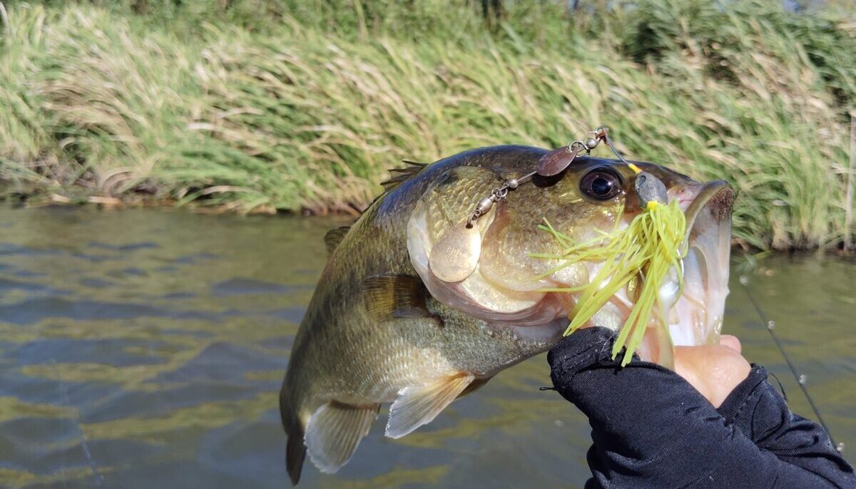 スピナーベイトで釣ったバス