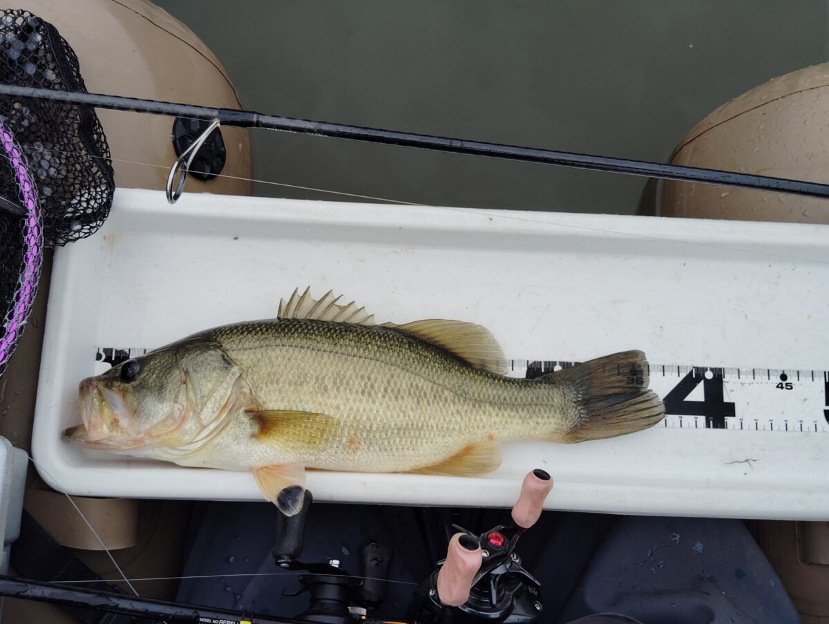 秋の釣果