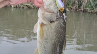 9月のバス釣り