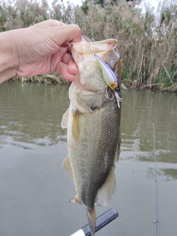 ソウルシャッドの釣果