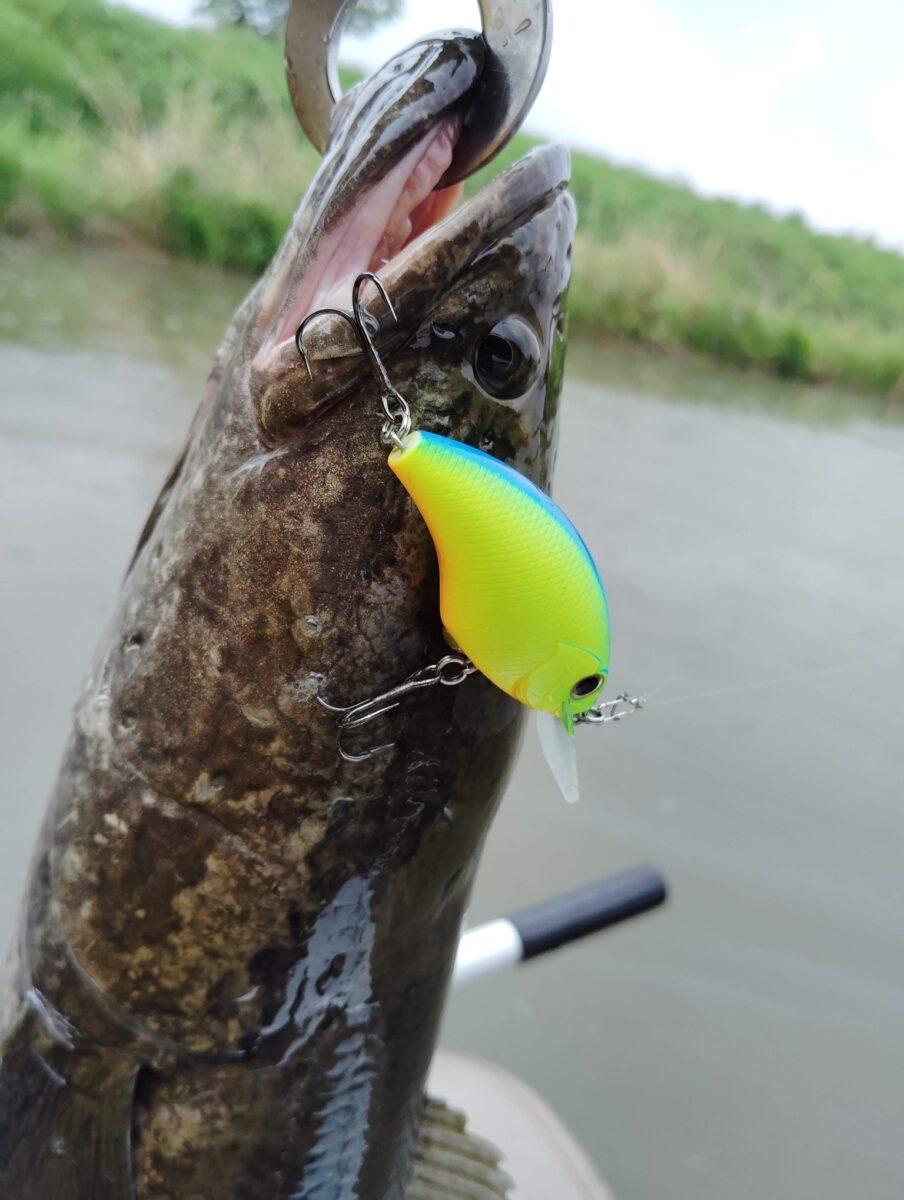 8月のバス釣り