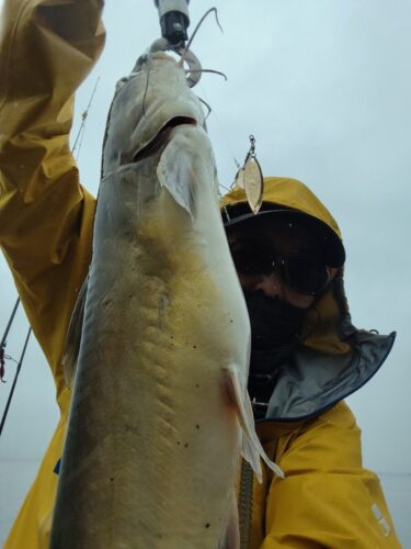 アメリカナマズ