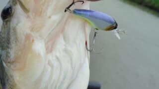 5月のバス釣り
