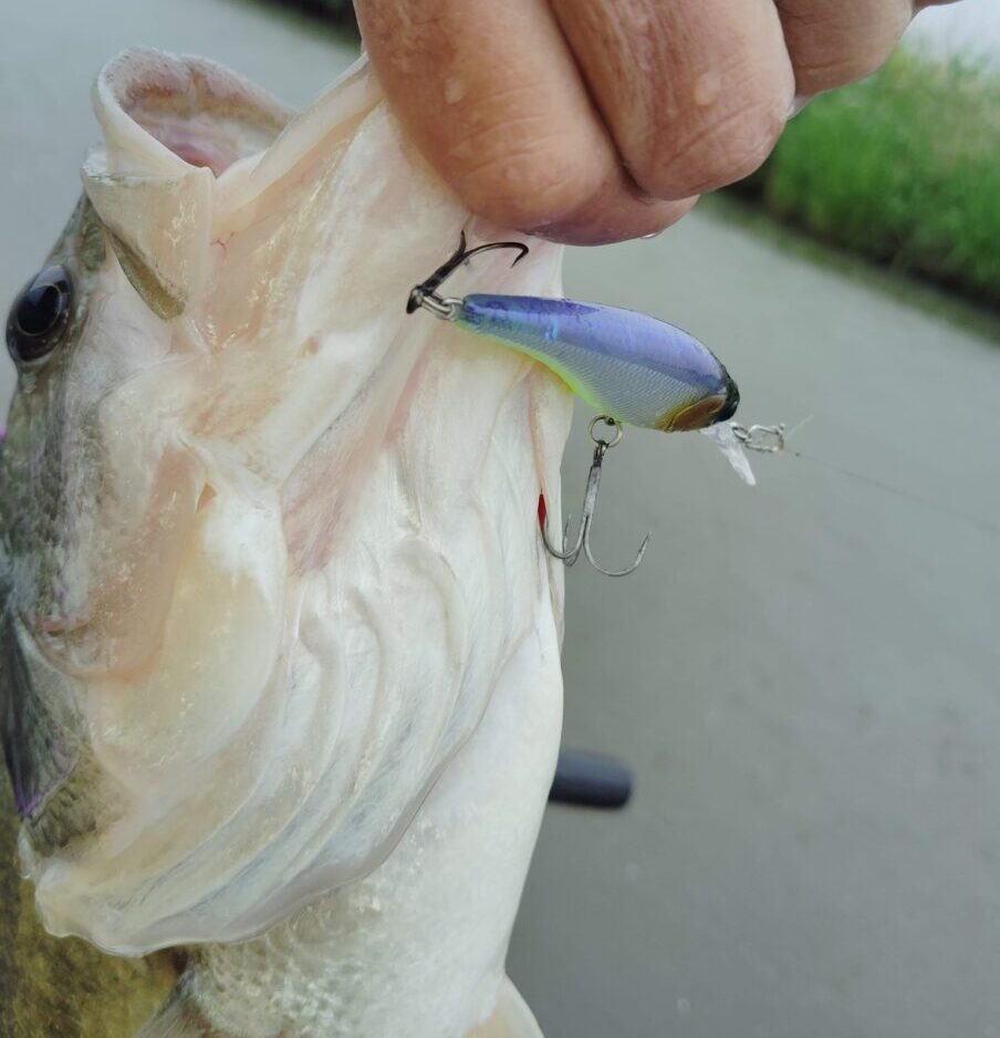 5月のバス釣り