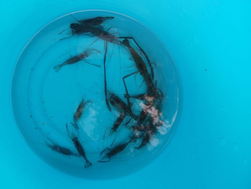 霞ヶ浦のテナガエビ