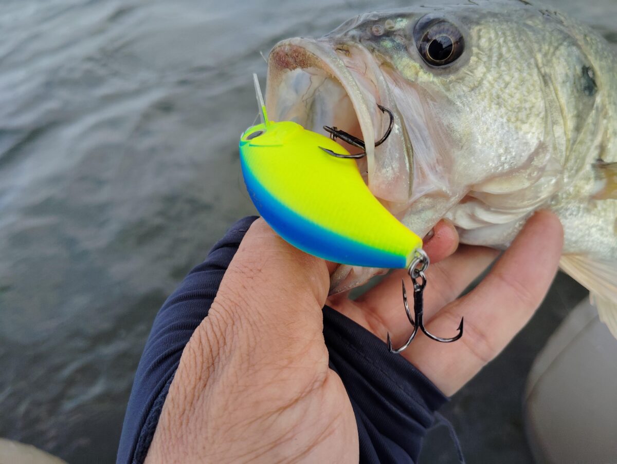 ブリッツの釣果