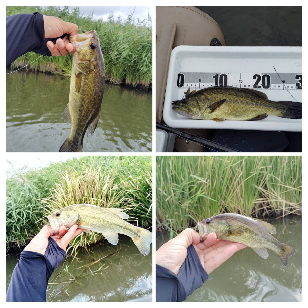 この日釣ったバス