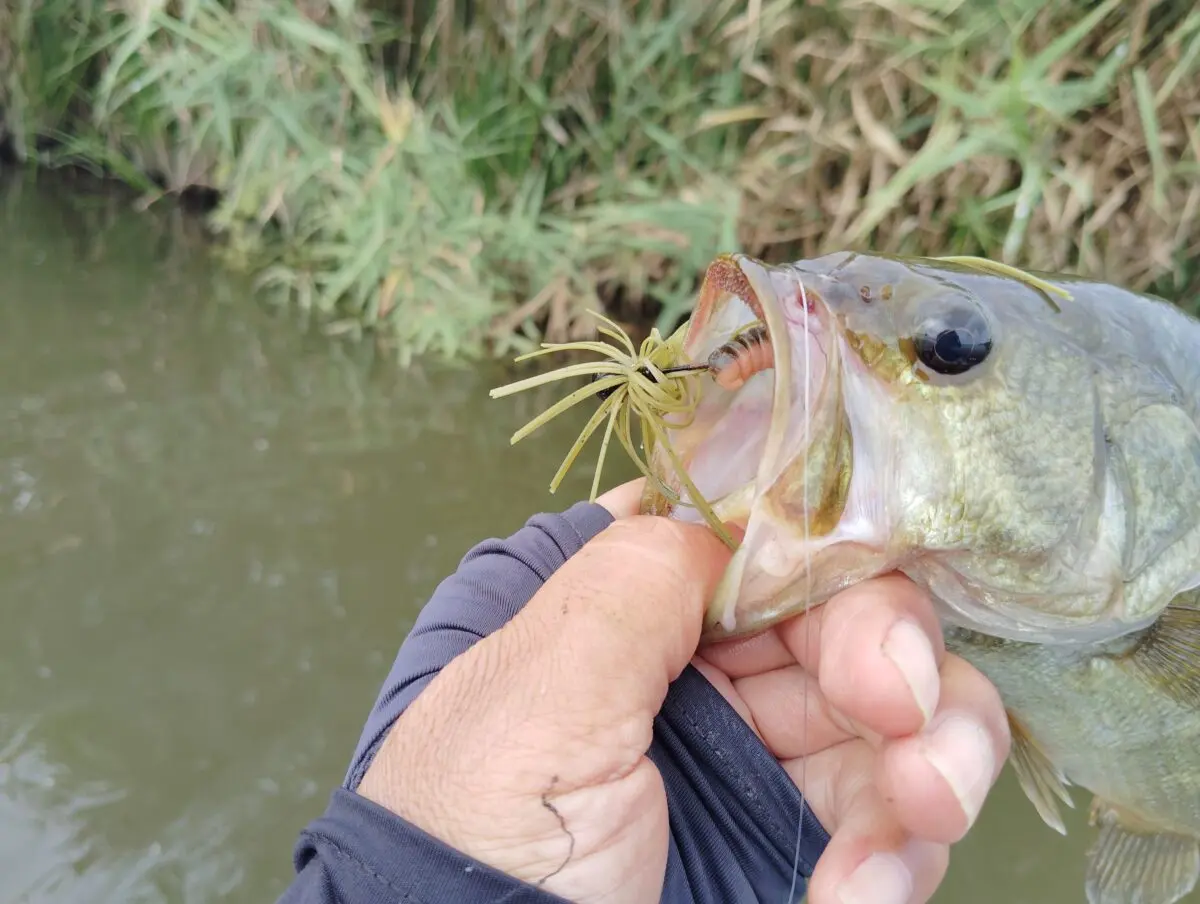 霞ヶ浦バス釣り｜秋の小バス10匹超！数釣りパターンとおすすめルアー