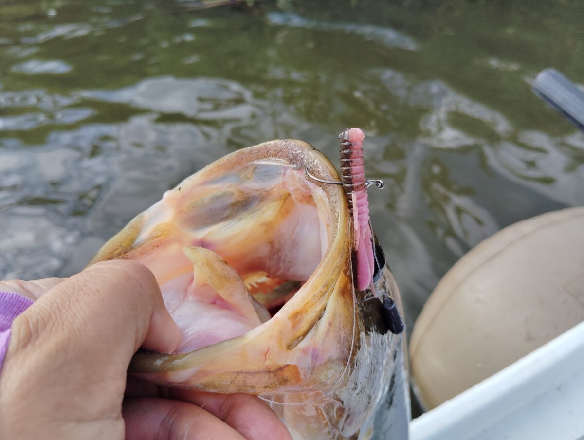 41㎝の秋バス