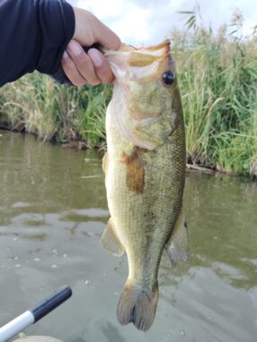 41㎝の秋バス