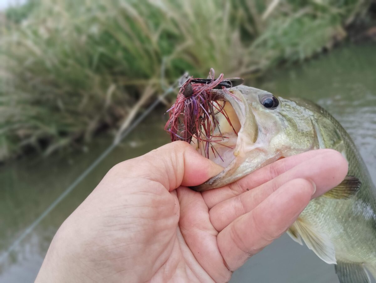 ラバージグの釣果