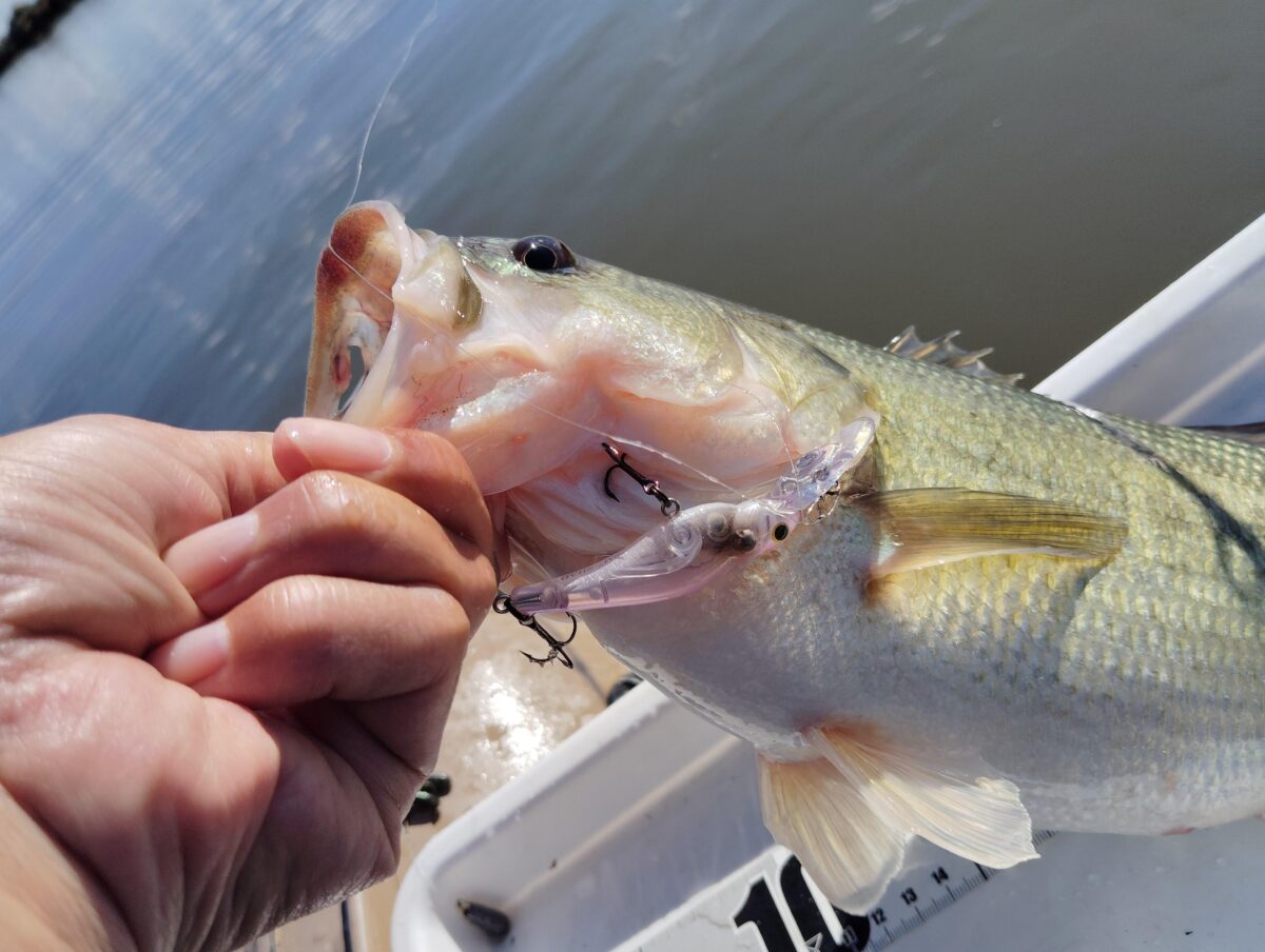スピンムーブシャッドの釣果
