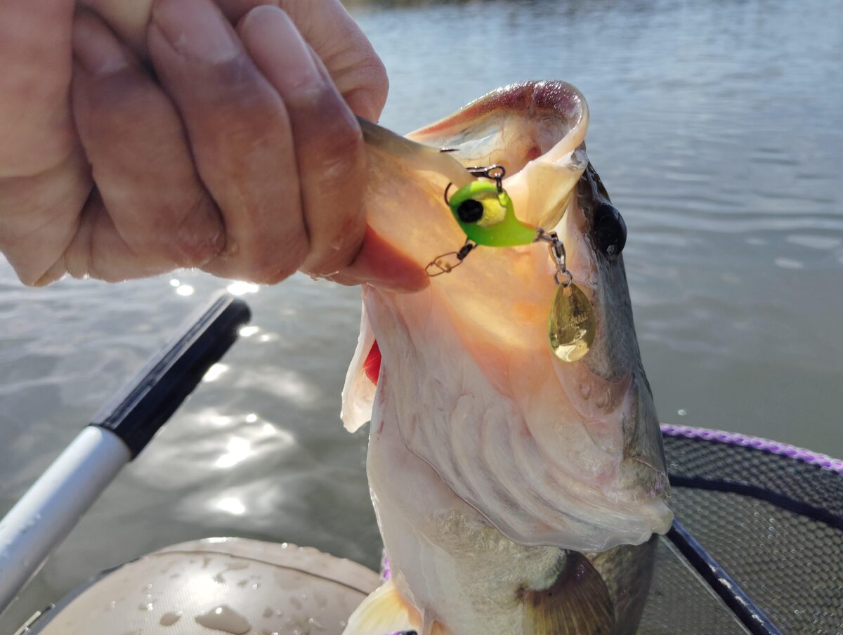 デラクーの釣果