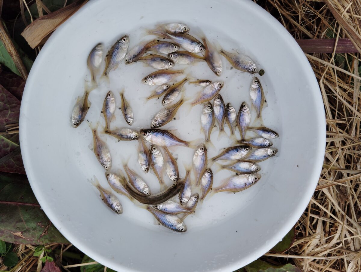 たなごの釣果