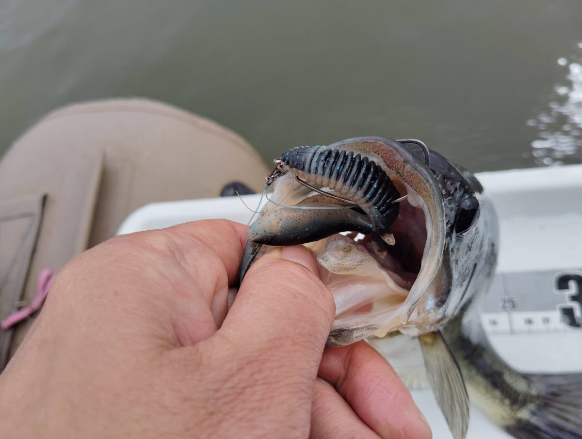 スティーズホグで釣れたバス