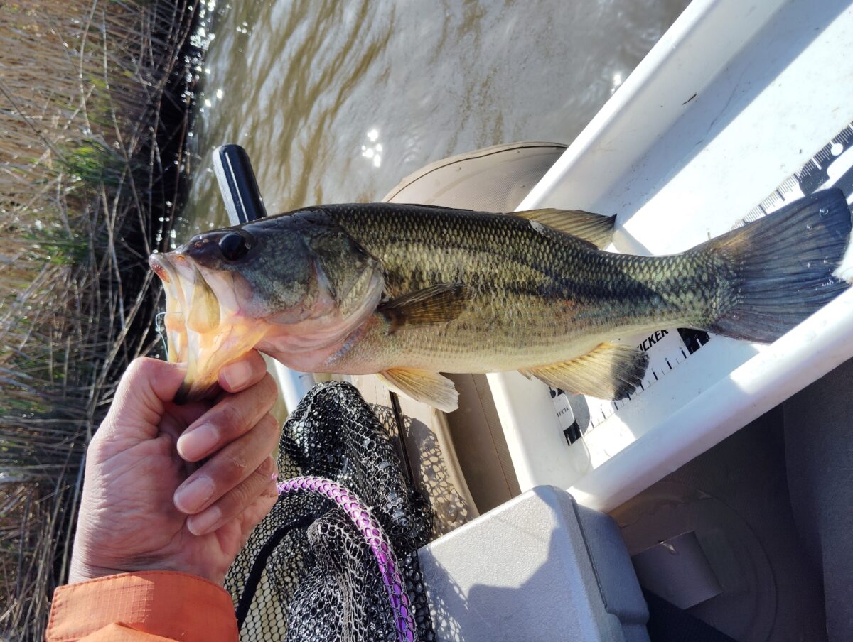 春の釣り特集