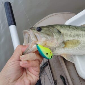 ブリッツで釣ったバス