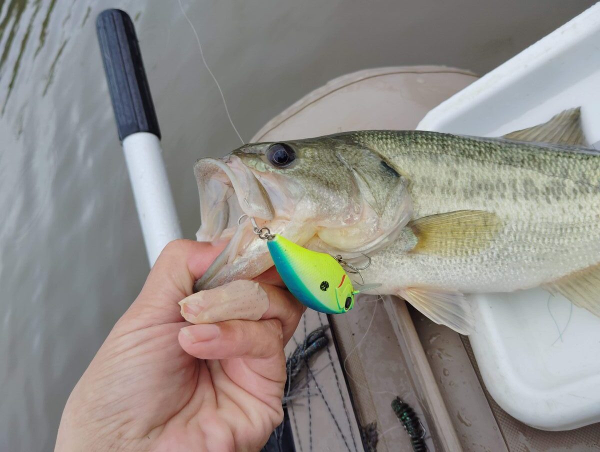 ブリッツで釣ったバス