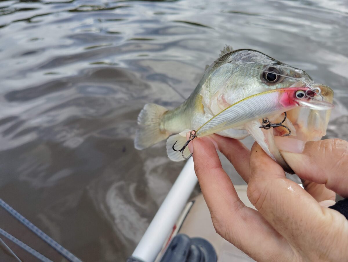 リルビルの釣果